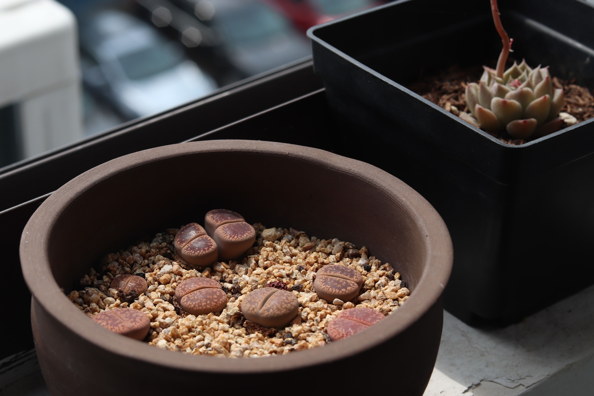 Lithops julii close-up showing the dark lip along the cleft