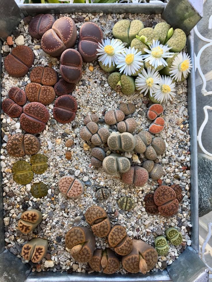 Lithops hallii — coppery brown body with reticulated window