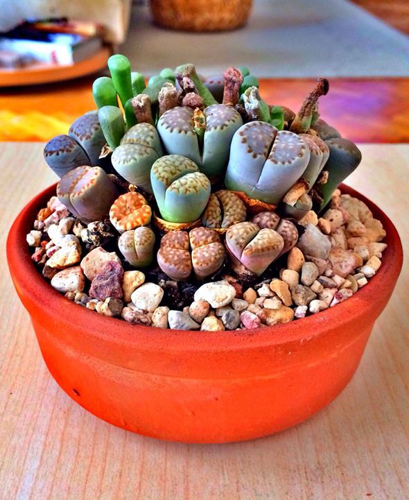 Lithops pseudotruncatella — grey body with finely lined window