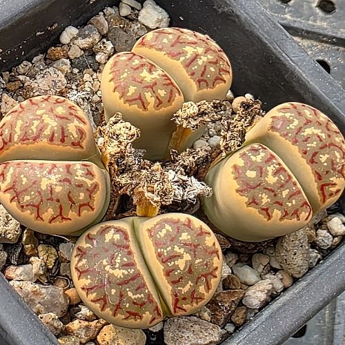 Lithops karasmontana 'Top Red' — saturated brick-red window furrows on chalky body