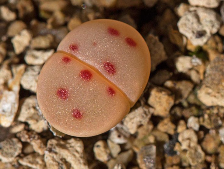 Lithops dinteri (C206) — brown body with characteristic red rubrications