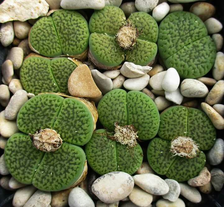 Lithops hookeri cv. 'Annarosa' — large rusty-pink body with reticulated window