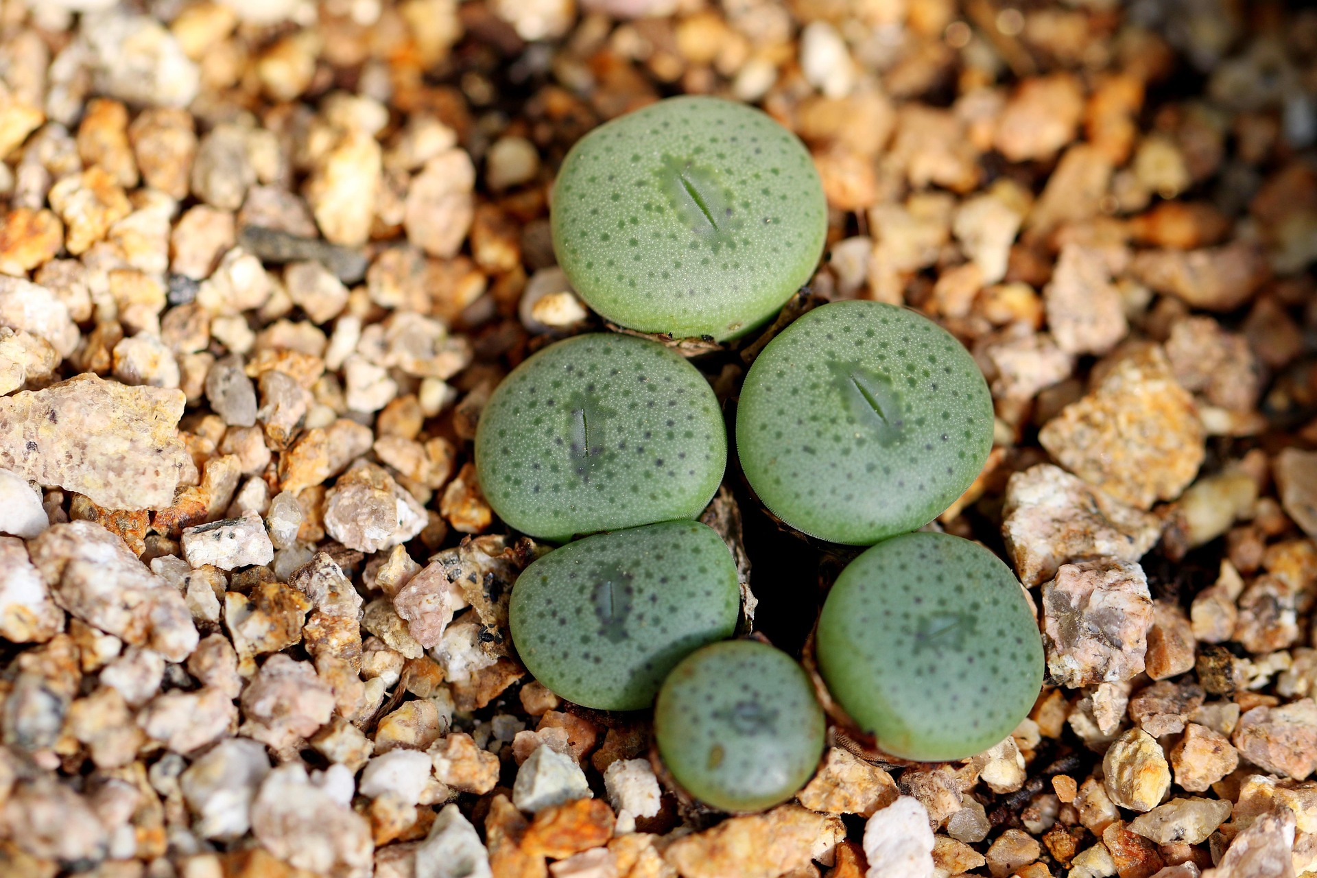 Lithops terricolor — smooth green body covered in fine dusky dots