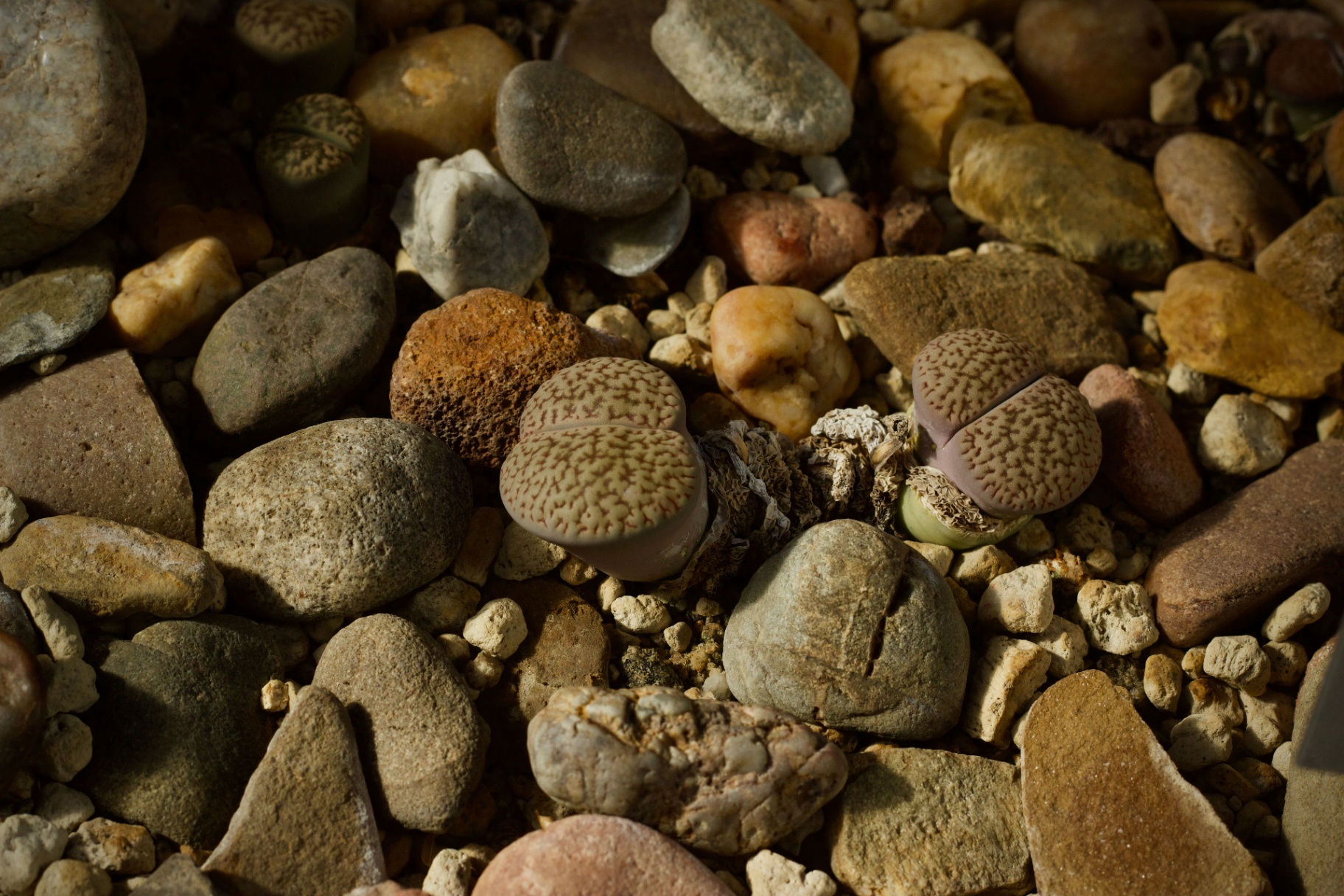 Lithops salicola pair — a magnet for mealybugs along the cleft