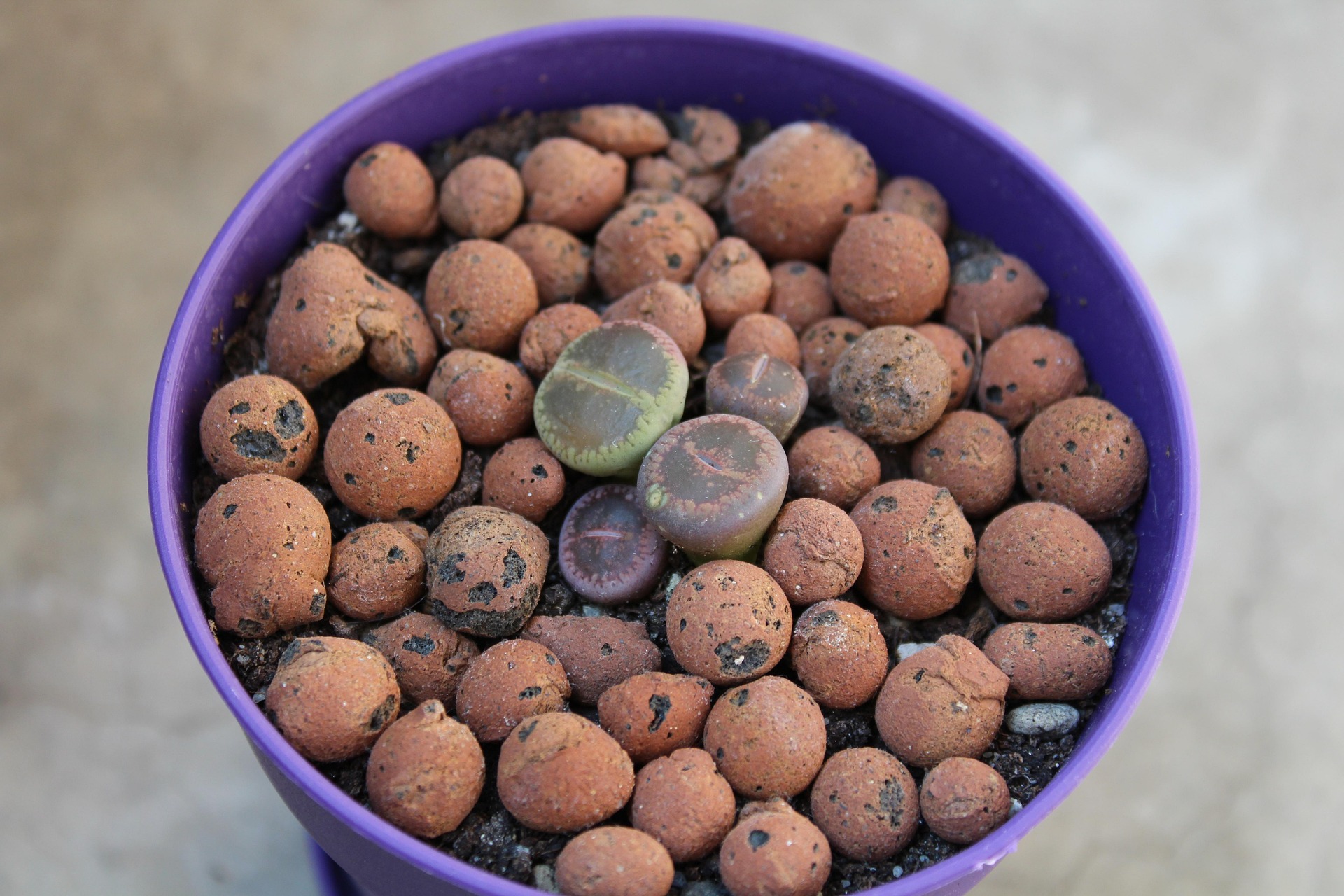 Pair of Lithops lesliei mid-molt with the new bodies splitting through