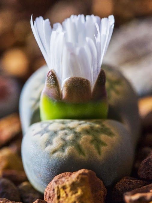 Lithops marmorata — pale grey body with marbled dark window patterning