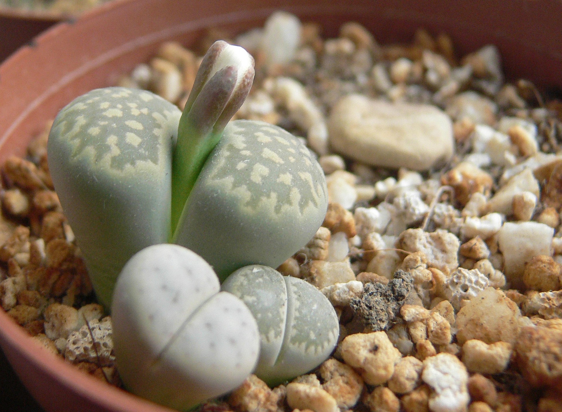 Close-up of an olive-green Lithops window after watering
