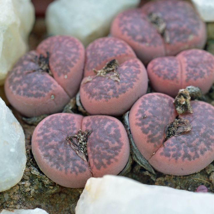 Lithops lesliei cultivar with intense ember-red windows