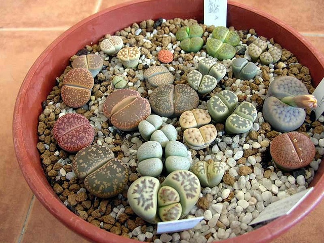 Lithops pseudotruncatella — top-down cluster view