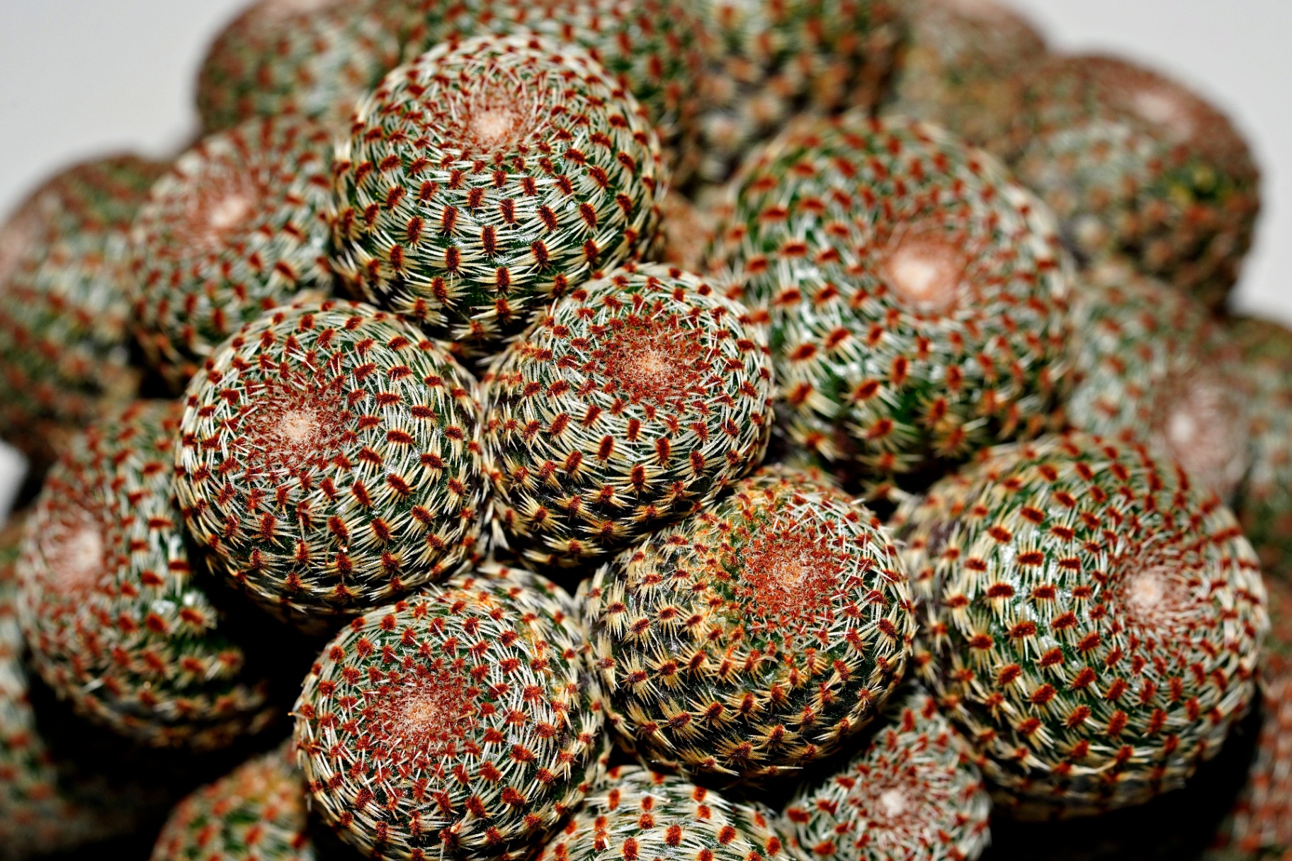 Lithops salicola with seasonal window contrast