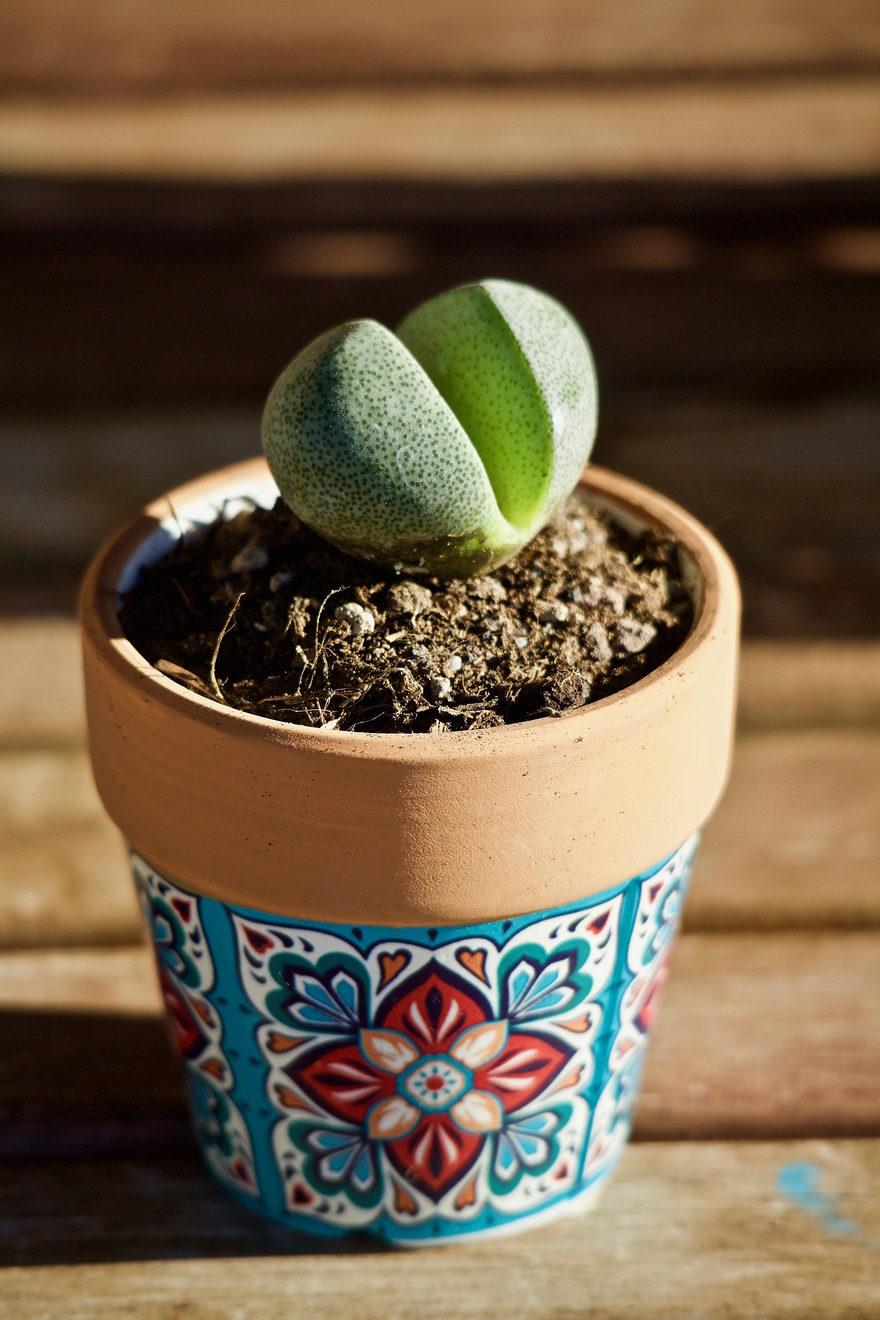 Lithops olivacea — rounded green body with speckled window pattern