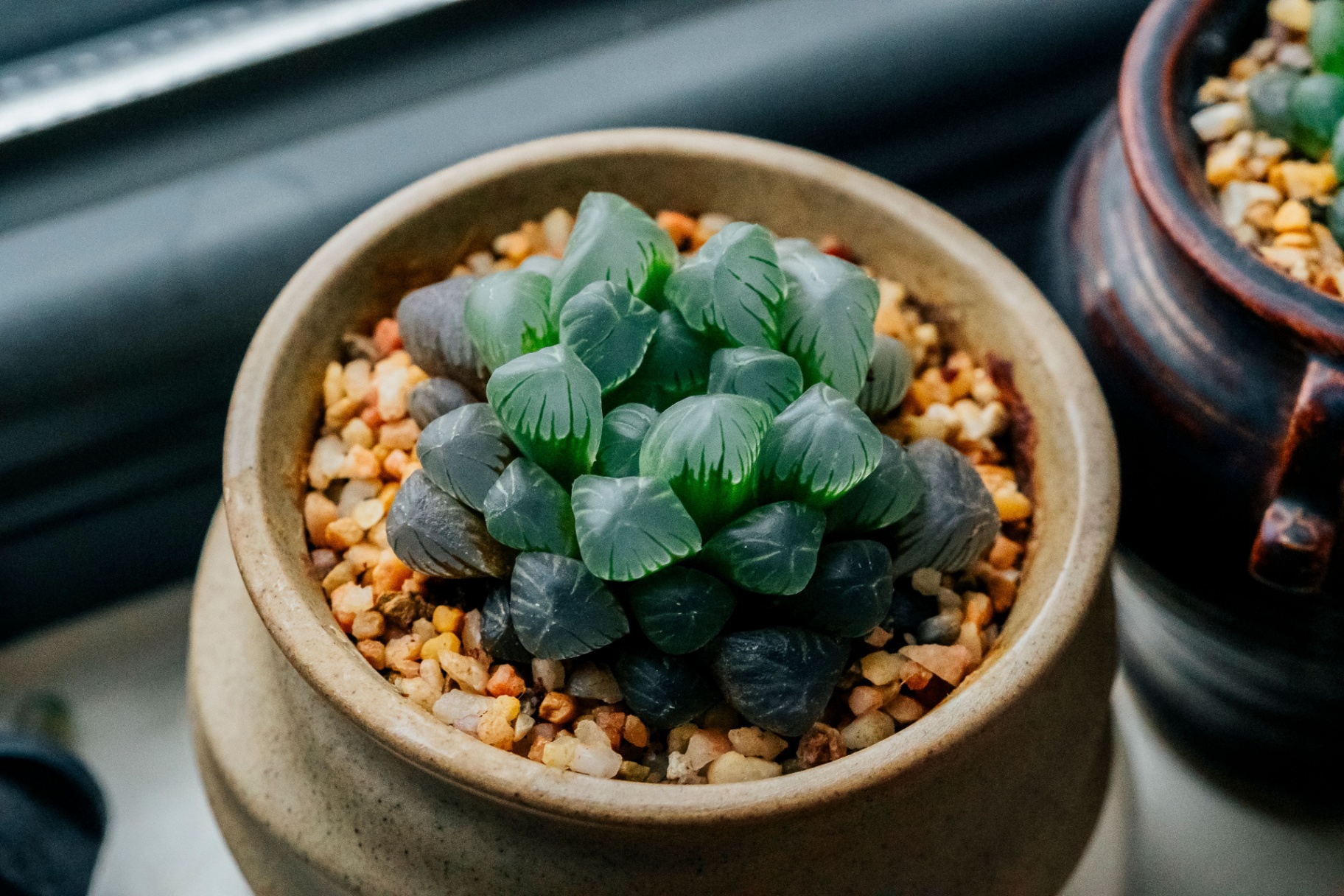 Lithops julii — pale body with the characteristic dark 'kissing-lips' cleft line