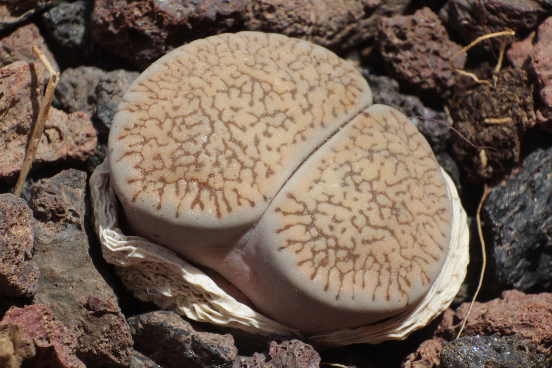 Lithops lesliei var. venteri — fine dendritic red-brown veining across the window
