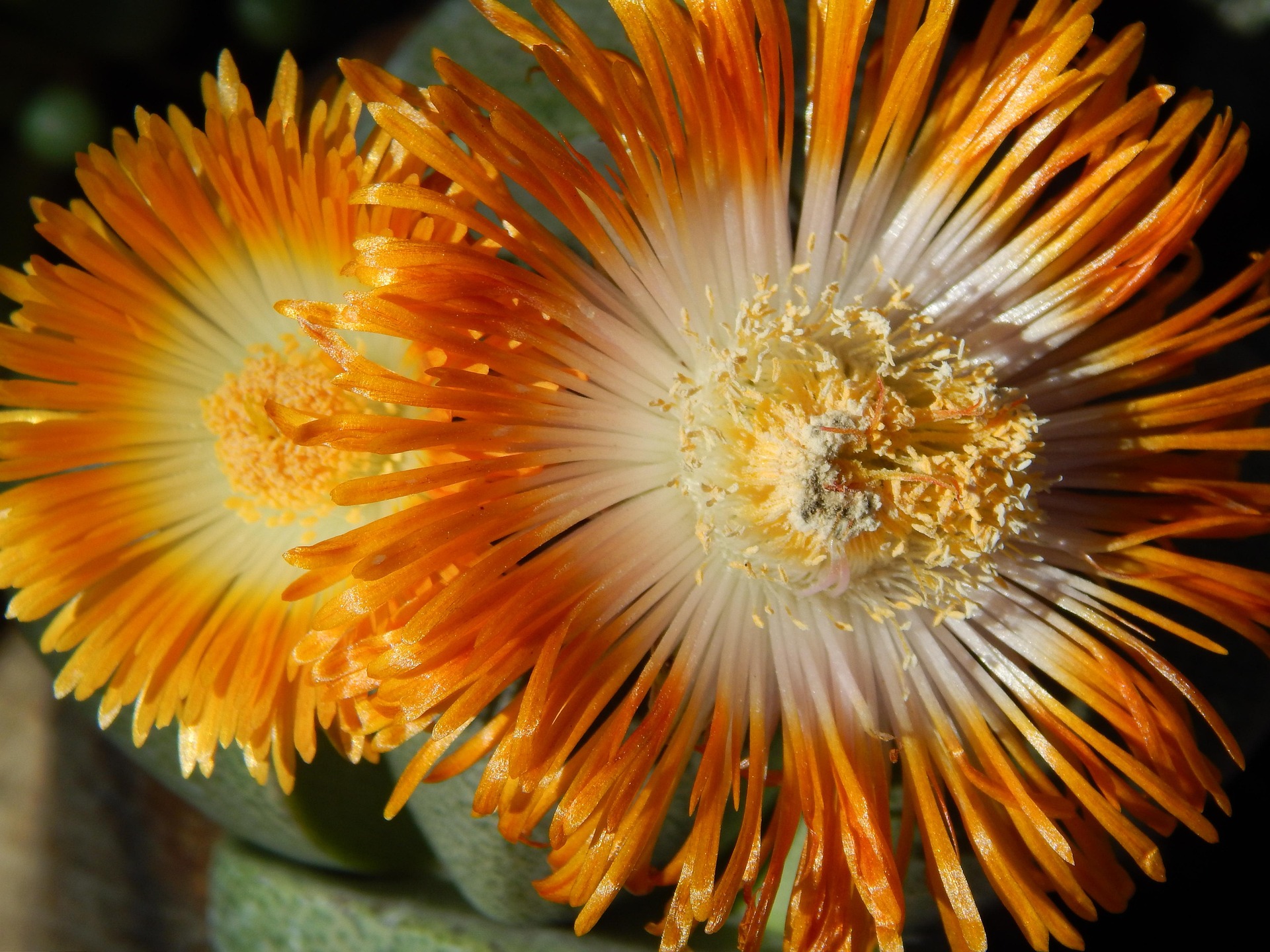 Lithops aucampiae cluster in habitat-style sun coloration