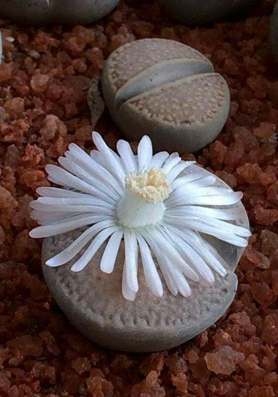 Lithops salicola — grey-green body with dark irregular window markings