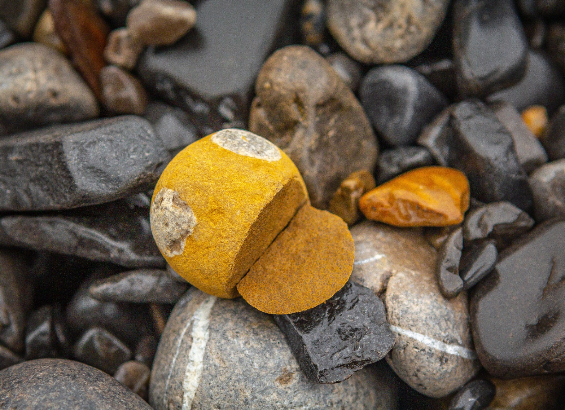 Top-down view of a repotted Lithops aucampiae