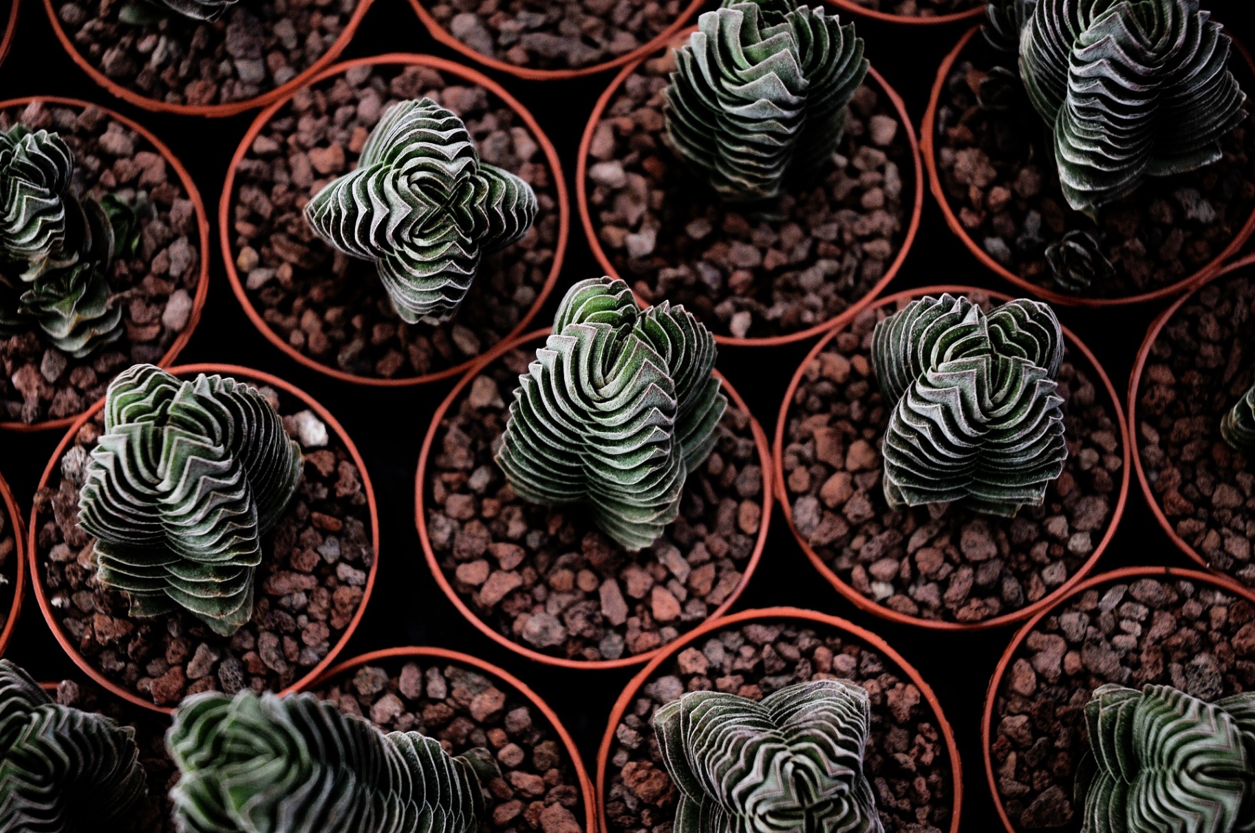 Lithops optica — ear-shaped lobes with translucent windows