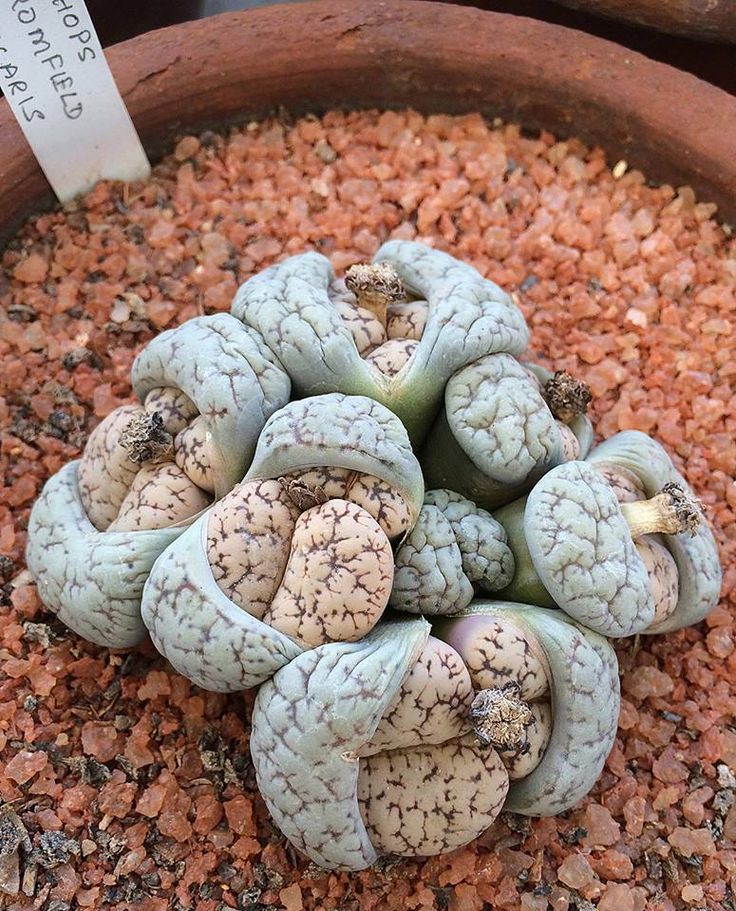 Lithops hallii — top-down view in gravel