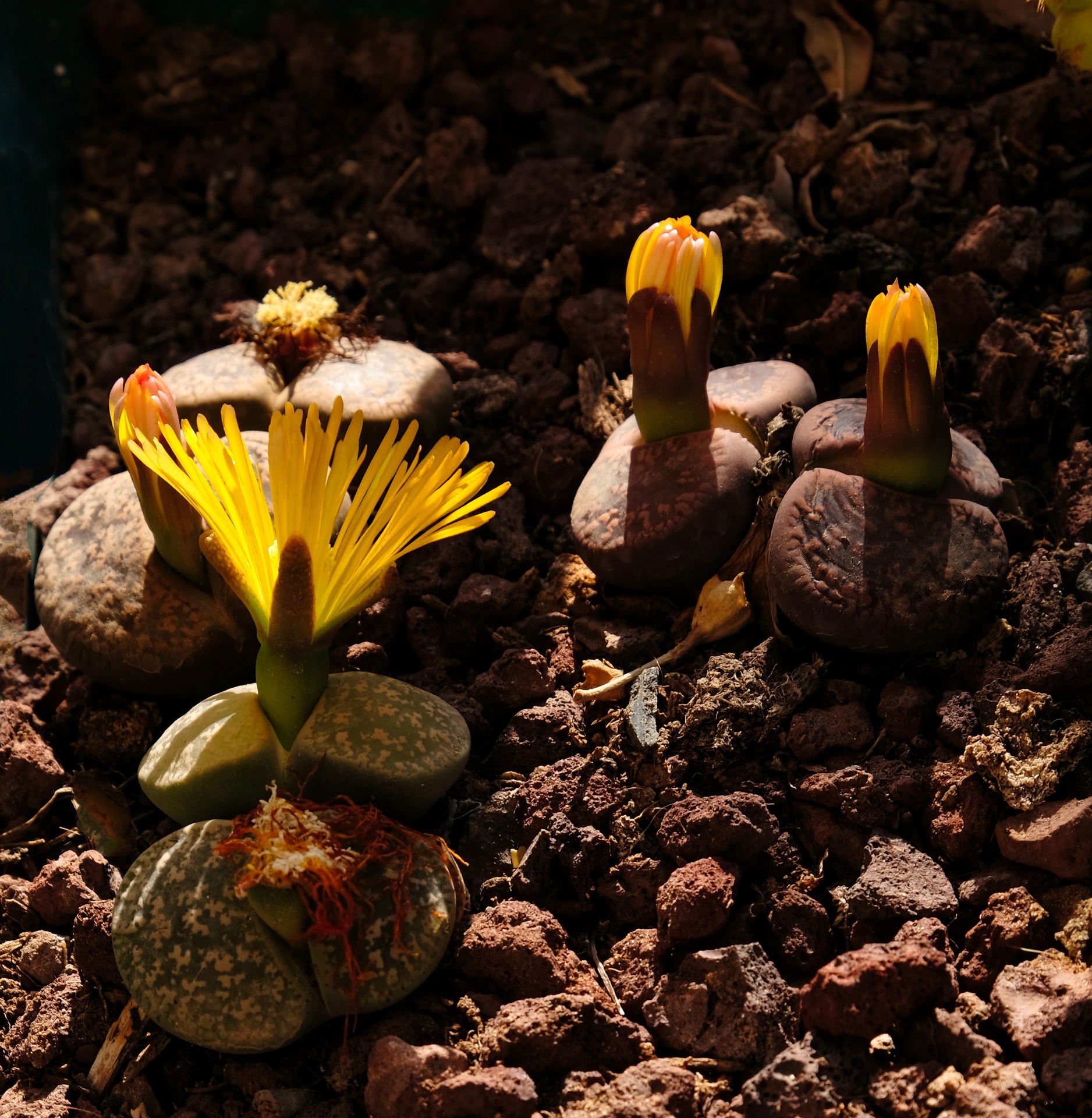 Lithops dinteri in a sparse, lean mineral substrate